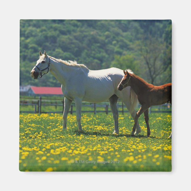 Imã Cavalo e seu caule parados em um campo (Frente)