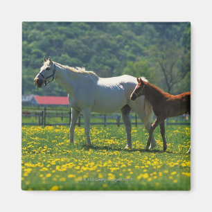 Imã Cavalo e seu potro que estão em um campo