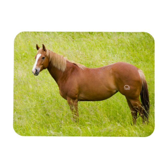 Ímã Cavalo em Campo de Primavera (Horizontal)