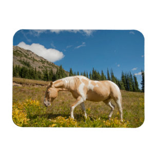 Ímã Cavalo em Gramas em uma Pradaria Alpina no Verão