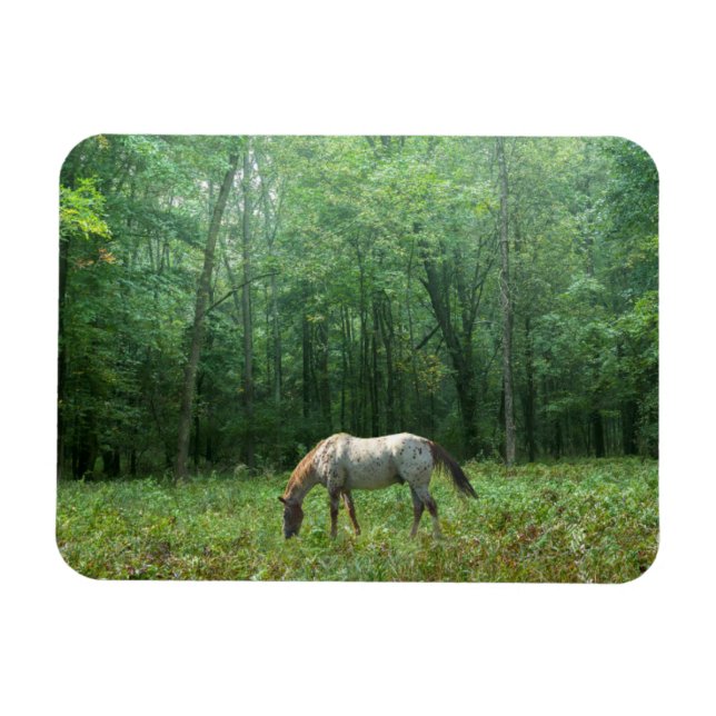 Ímã Cavalo em Meadow (Horizontal)