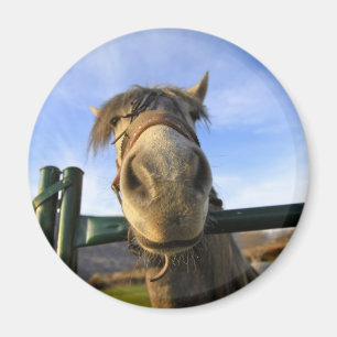 Imã Cavalo Engraçado