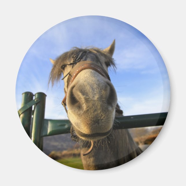 Imã Cavalo Engraçado (Frente)