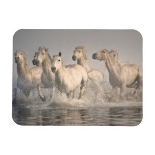 Ímã Cavalo Galopando na Água do Mediterrâneo