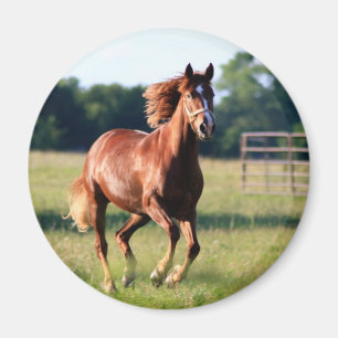 Imã Cavalo Galopping