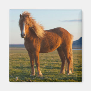 Imã Cavalo Islandês à Luz do Pôr do Sol