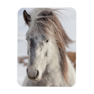 Ímã Cavalo islandês branco, foto do focinho