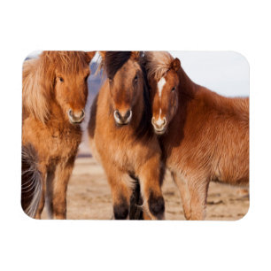 Ímã Cavalo Islandês durante o inverno