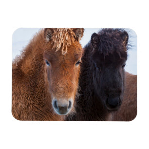 Ímã Cavalo islandês durante o inverno em Islândia 2