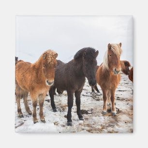 Imã Cavalo Islandês Durante o Inverno Islândia