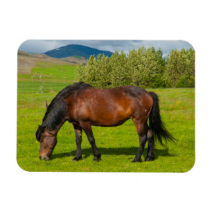 Ímã Cavalo Islandês Mossfellsbaer