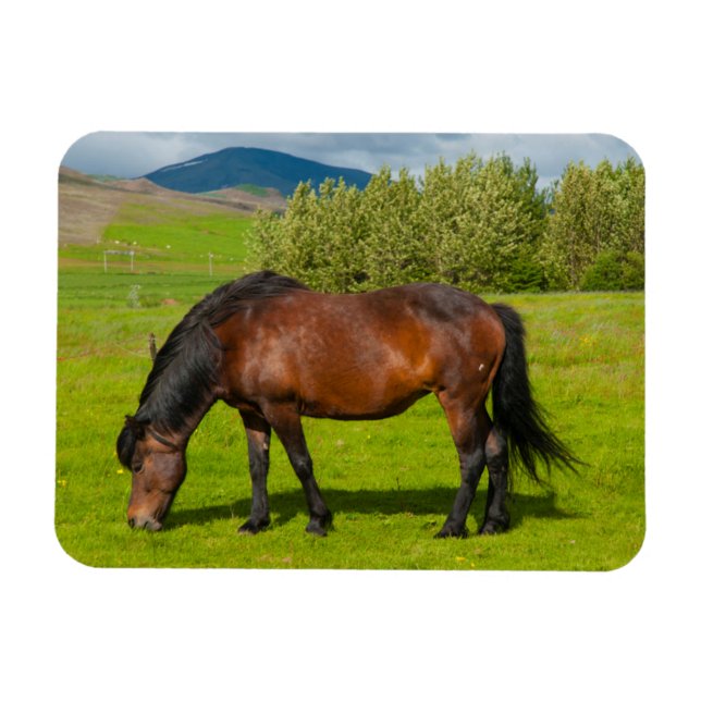 Ímã Cavalo Islandês Mossfellsbaer (Horizontal)