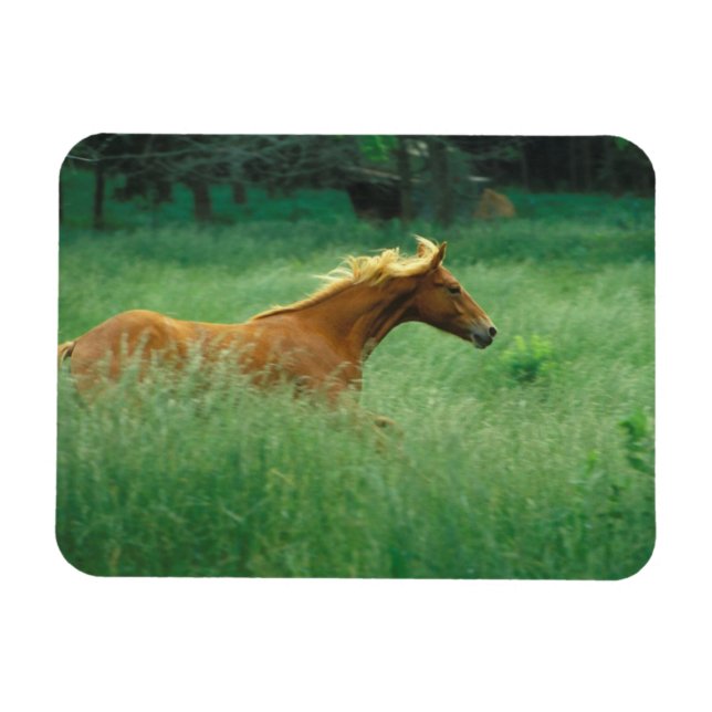 Ímã Cavalo Jovem Corre Pelo Prado (Horizontal)