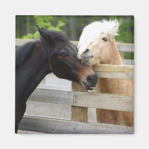 Imã Cavalo Lovin