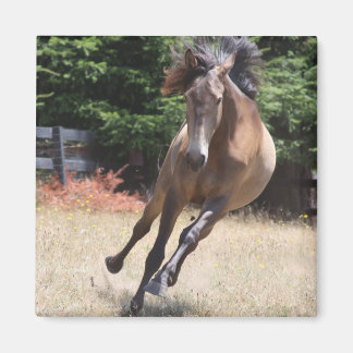 Imã Cavalo Lusitano em Liberdade Ímã