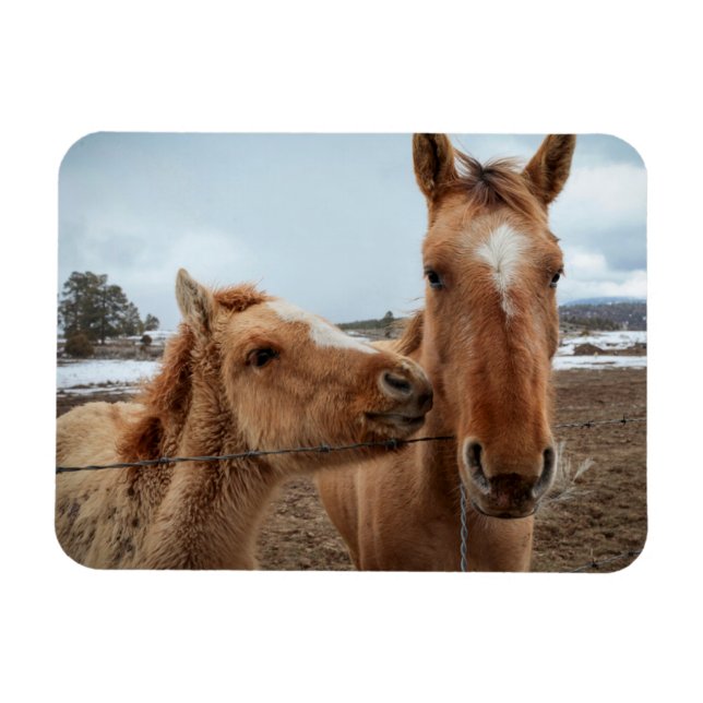 Ímã Cavalo-Mãe e Galo (Horizontal)
