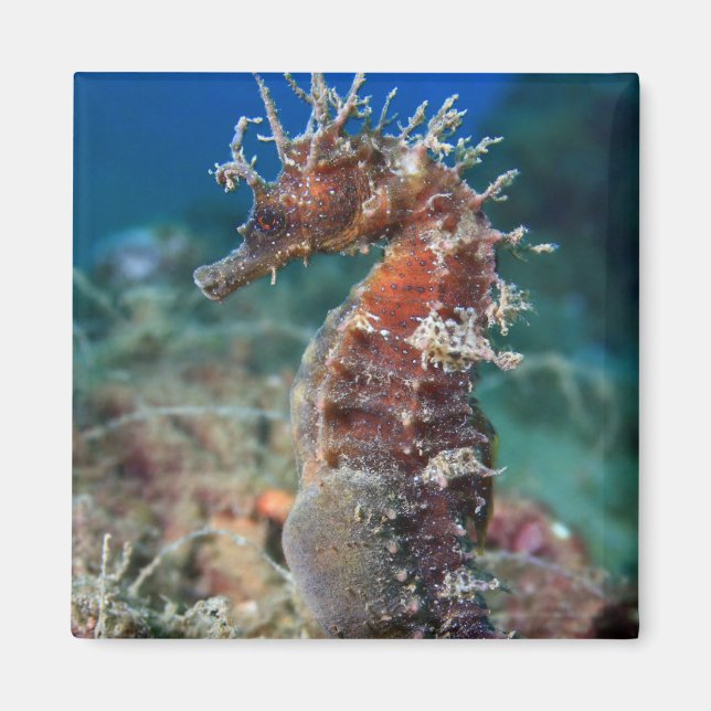 Imã Cavalo Marinho | Hippocampus Ramulosus (Frente)