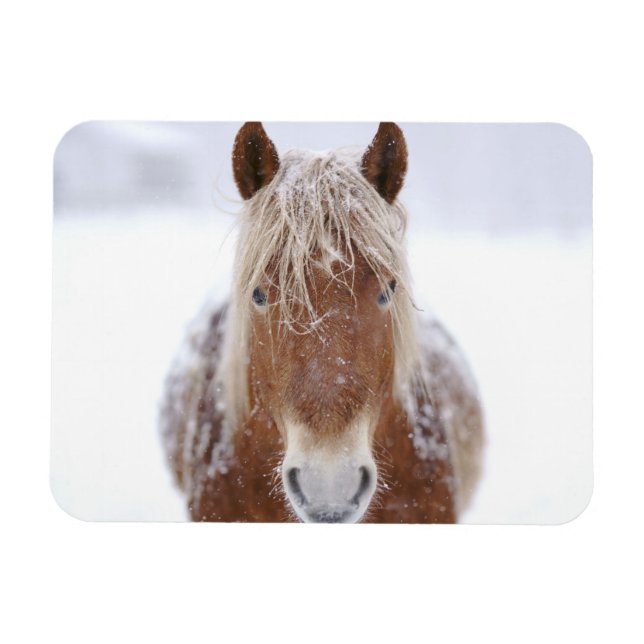 Ímã Cavalo Marrom em Campo de Neve Próximo. (Horizontal)
