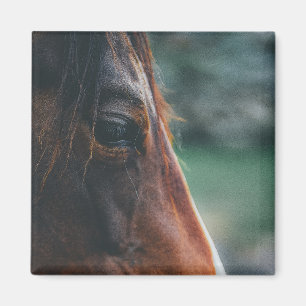 Imã Cavalo Marrom em close-up