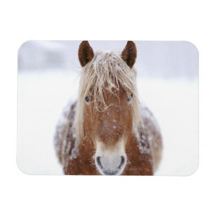 Ímã Cavalo Marrom parado em Snowy Field Fechado.