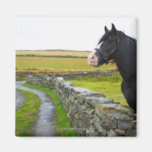 Imã Cavalo na fazenda em Inglaterra rural