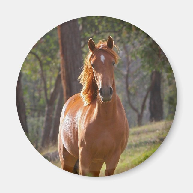 Imã Cavalo Na Floresta (Frente)
