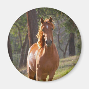 Imã Cavalo nas madeiras