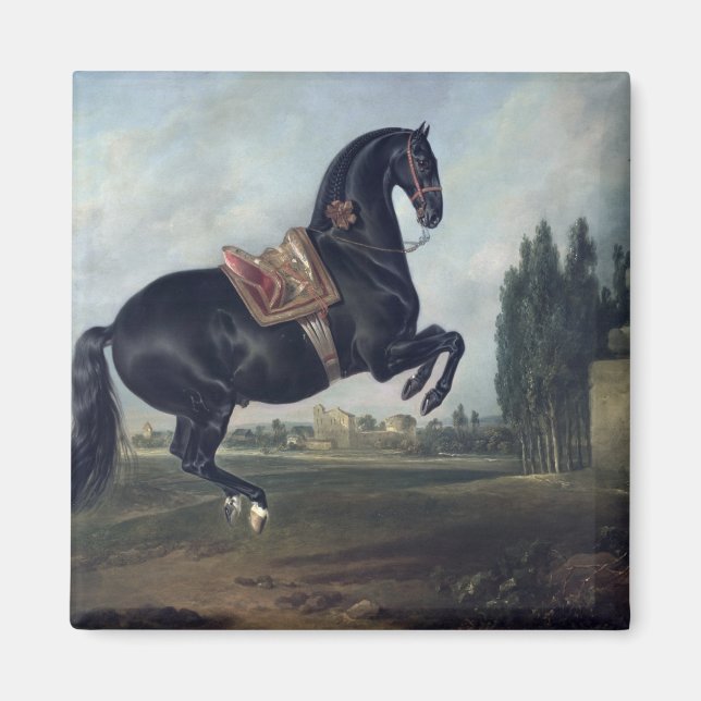 Imã Cavalo negro executando Courbette (Frente)