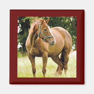 Imã Cavalo (no campo)Magnet