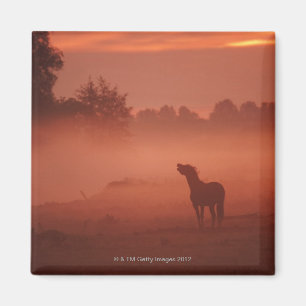 Imã Cavalo no nascer do sol