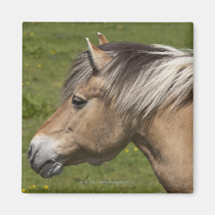 Imã Cavalo norueguês do fiorde
