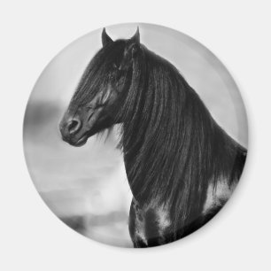 Imã Cavalo orgulhoso do garanhão do preto do frisão