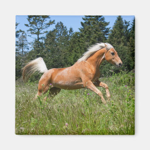 Imã Cavalo Palomino Correndo por uma Campina