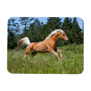 Ímã Cavalo Palomino Correndo por uma Campina
