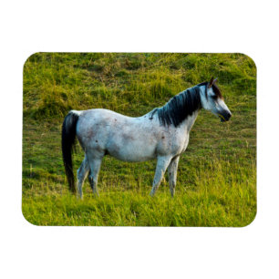 Ímã cavalo Palouse, Colfax, Área de Palouse, Washingto