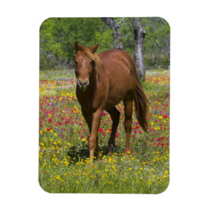 Ímã Cavalo Quarto de Milha em Campo de Flores Silvestr
