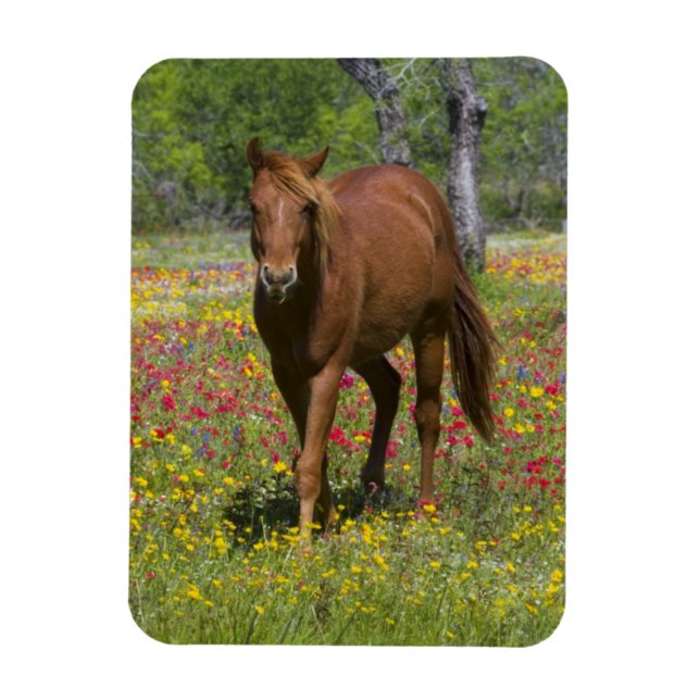 Ímã Cavalo Quarto de Milha em Campo de Flores Silvestr (Vertical)