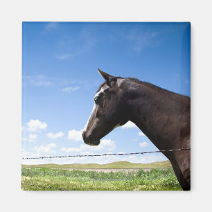 Imã Cavalo que está na cerca no pasto