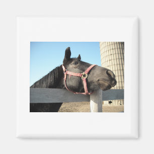 Imã Cavalo/Ranhura/Barn