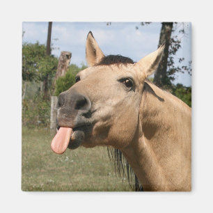 Imã cavalo razzberry