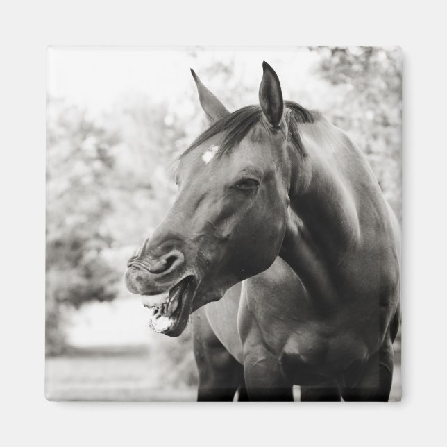 Imã Cavalo Rindo Engraçado (Frente)