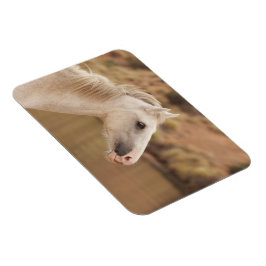 Ímã Cavalo selvagem branco