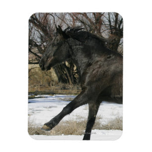 Ímã Cavalo selvagem do mustang na neve 2