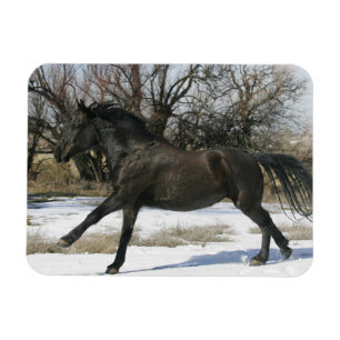 Ímã Cavalo selvagem do mustang na neve 2