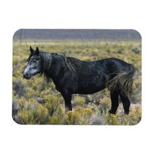 Ímã Cavalo selvagem do mustang no deserto
