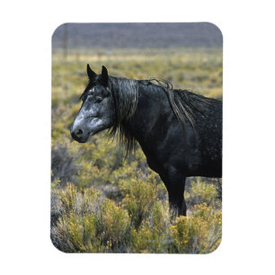 Ímã Cavalo selvagem do mustang no deserto