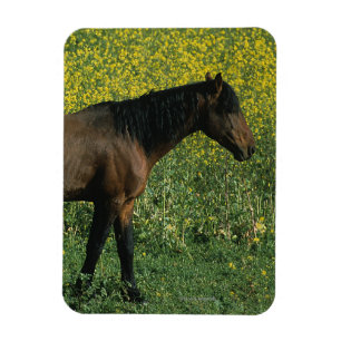 Ímã Cavalo selvagem do mustang que está nas flores