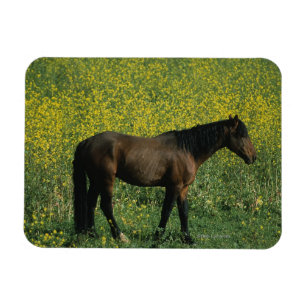Ímã Cavalo selvagem do mustang que está nas flores