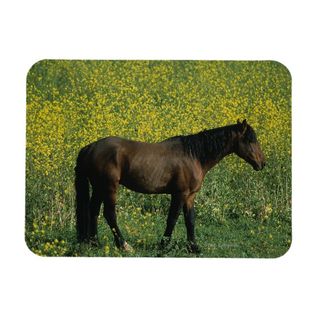 Ímã Cavalo Selvagem Mustang em Flores (Horizontal)