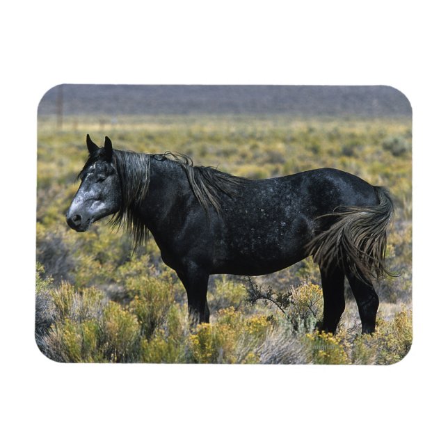 Ímã Cavalo Selvagem Mustang no Deserto (Horizontal)